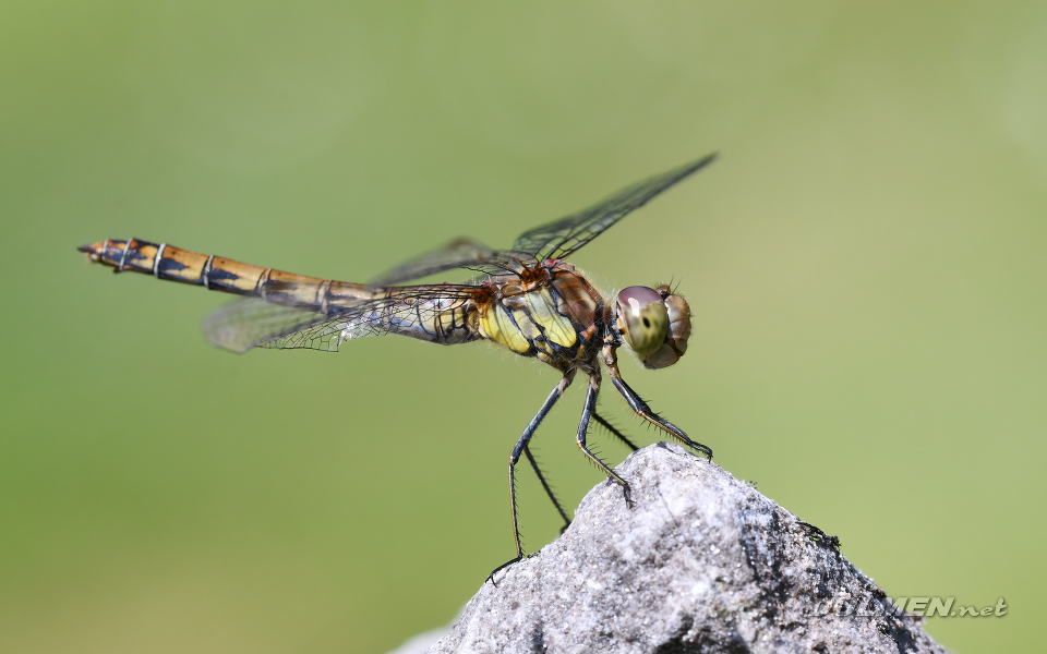 Common darter (female, Sympetrum striolatum)